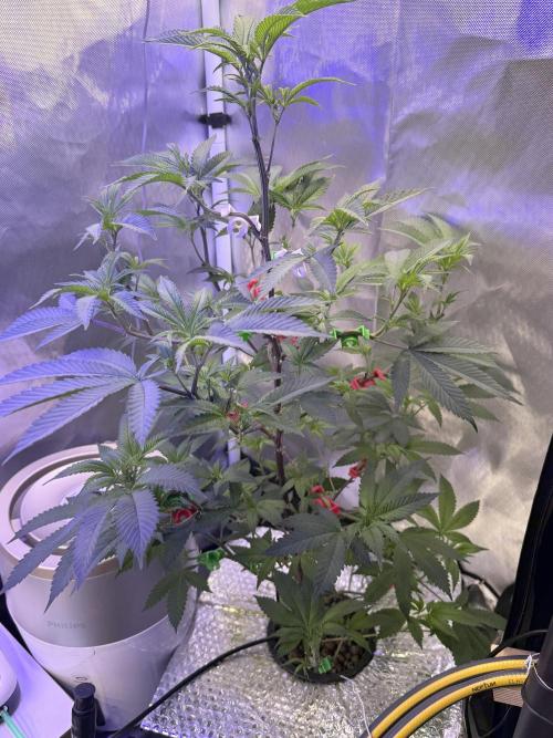 AK47 by Enki. Week 10