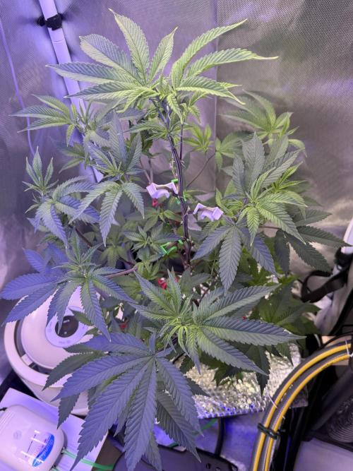 AK47 by Enki. Week 10