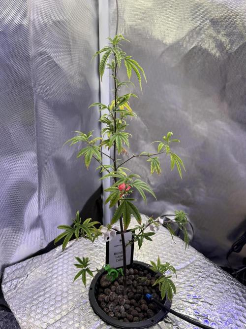 Runtz x Layer Cake by Enki. Week 9