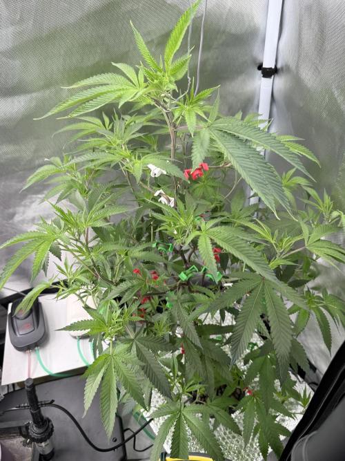 AK47 by Enki. Week 11