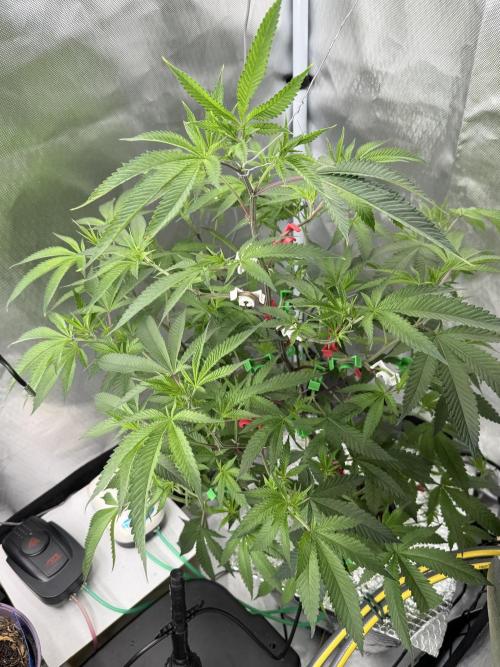 AK47 by Enki. Week 11