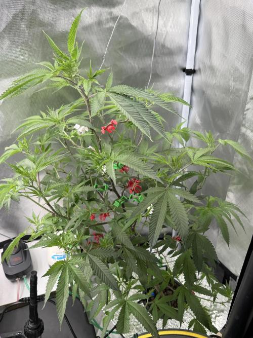 Tutankhamon. Week 11