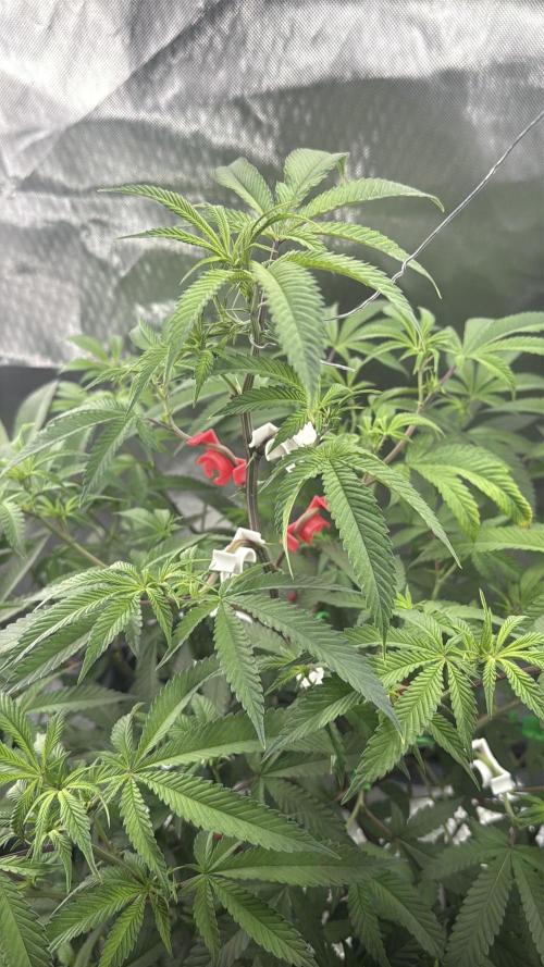 AK47 by Enki. Week 11