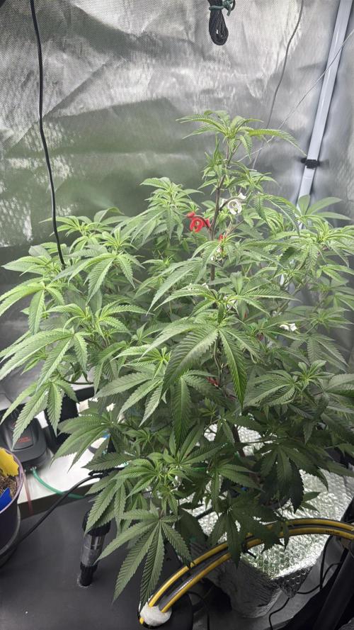 AK47 by Enki. Week 11