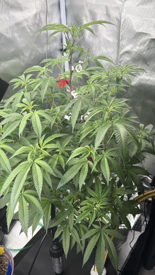 Tutankhamon. Week 11
