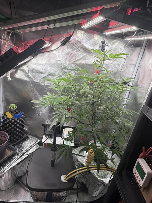 AK47 by Enki. Week 12