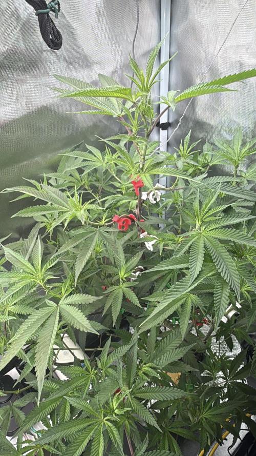 AK47 by Enki. Week 12