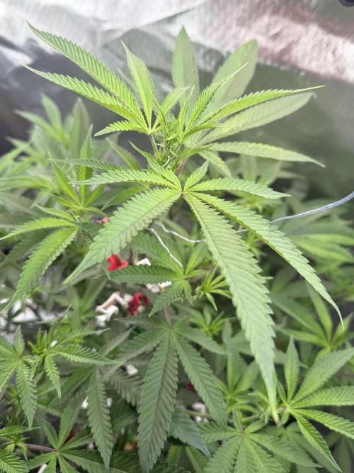 AK47 by Enki. Week 12