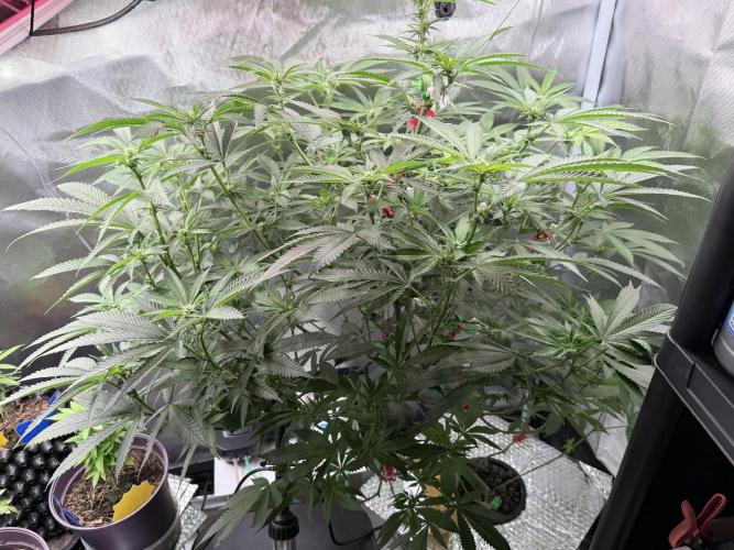 AK47 by Enki. Week 13