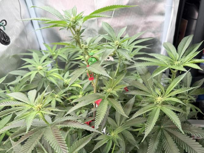 AK47 by Enki. Week 13