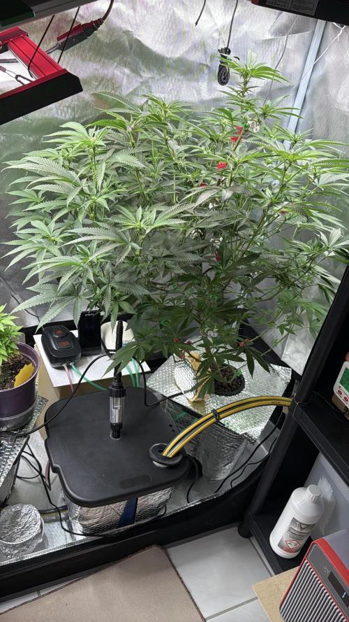 AK47 by Enki. Week 13