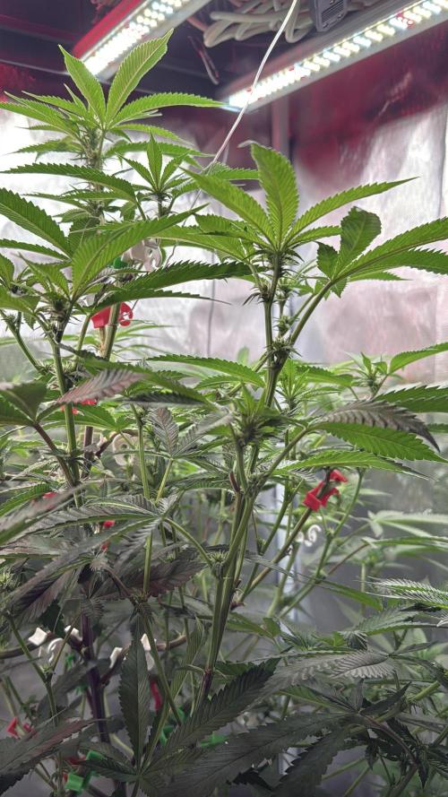 AK47 by Enki. Week 13