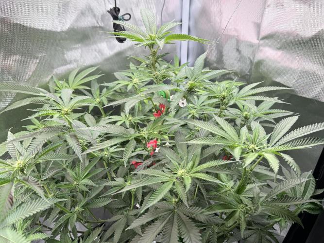 Tutankhamon. Week 13