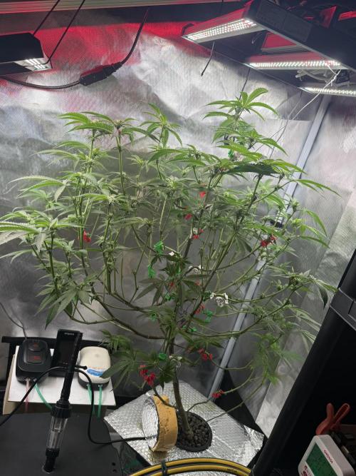 AK47 by Enki. Week 13
