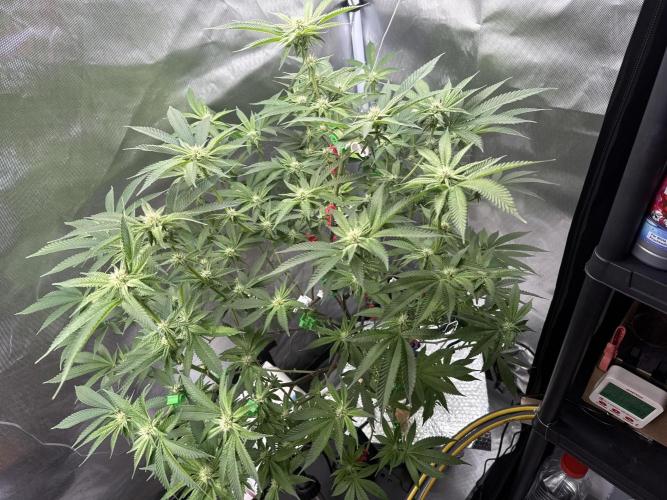 Tutankhamon. Week 13