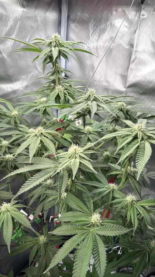 AK47 by Enki. Week 14