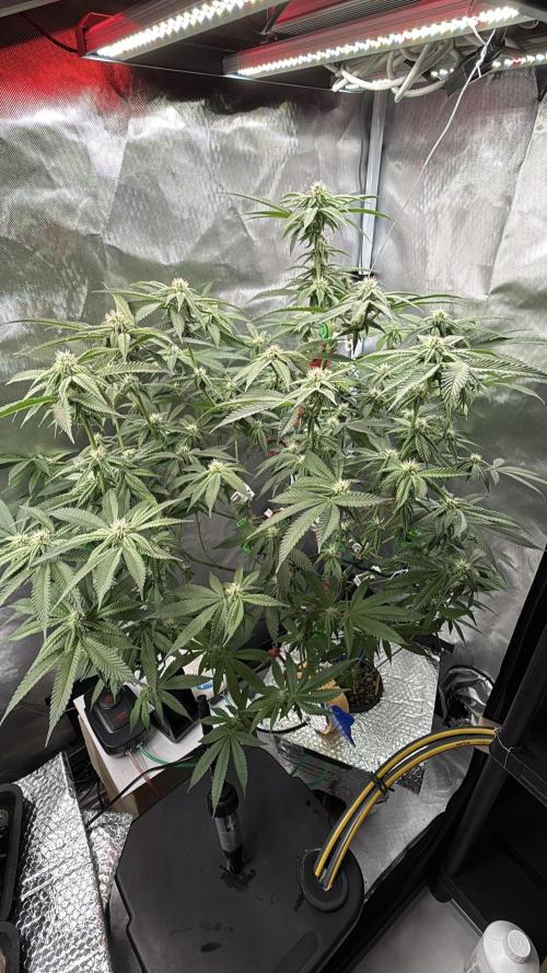 AK47 by Enki. Week 14