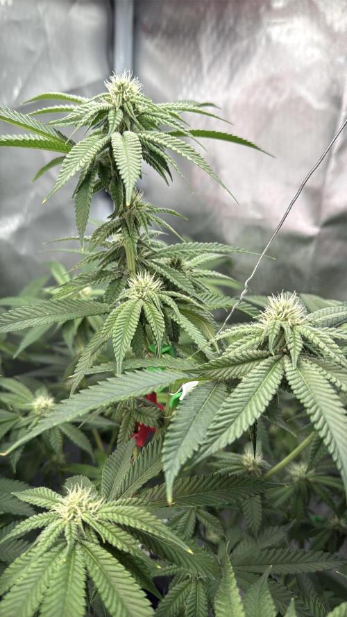 AK47 by Enki. Week 14