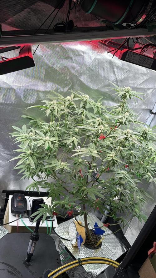 AK47 by Enki. Week 14