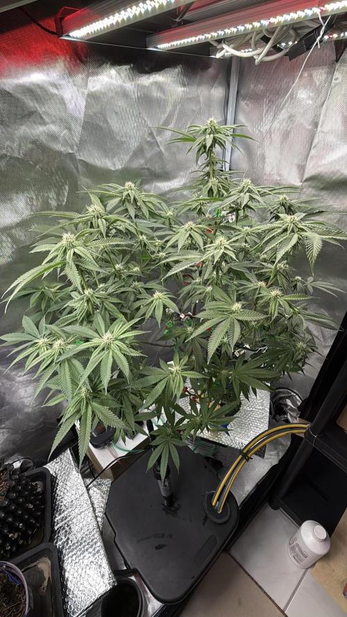 AK47 by Enki. Week 14