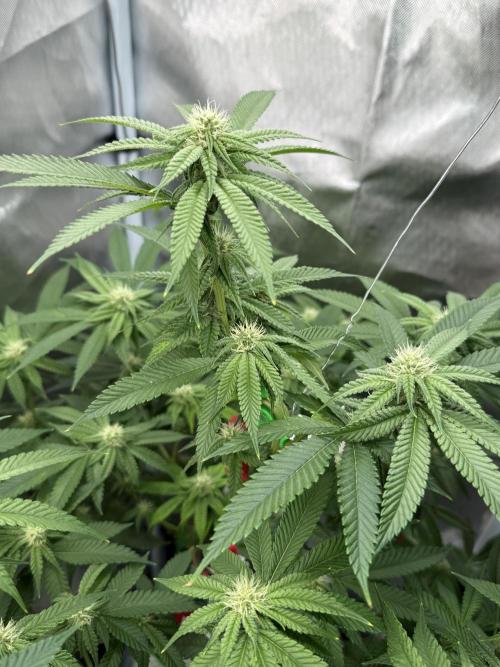 AK47 by Enki. Week 14