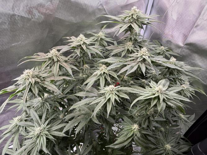 AK47 by Enki. Week 15