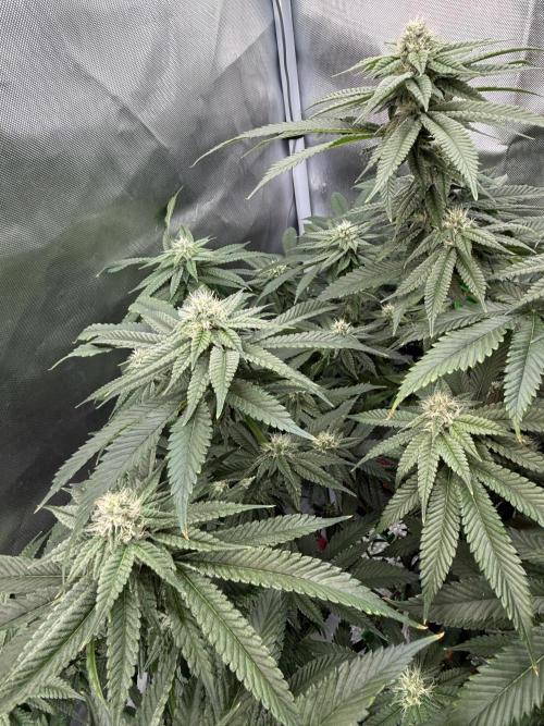 AK47 by Enki. Week 15