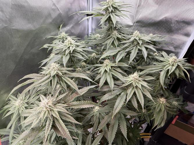 Tutankhamon. Week 15