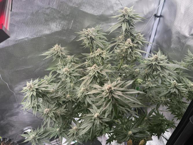 AK47 by Enki. Week 16