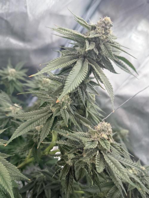 AK47 by Enki. Week 16