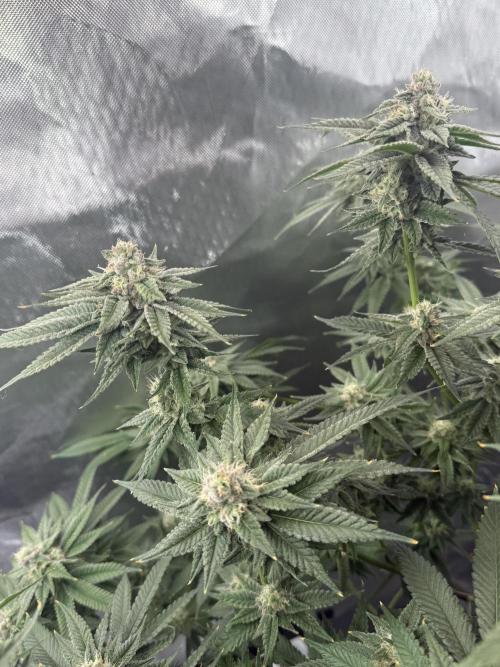 AK47 by Enki. Week 16