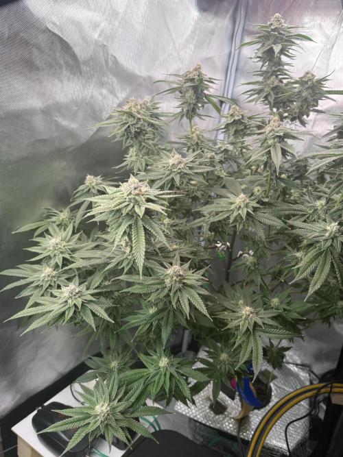 Tutankhamon. Week 16