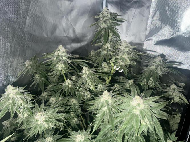 AK47 by Enki. Week 17