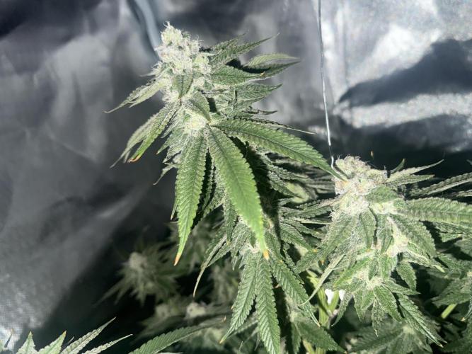 AK47 by Enki. Week 17