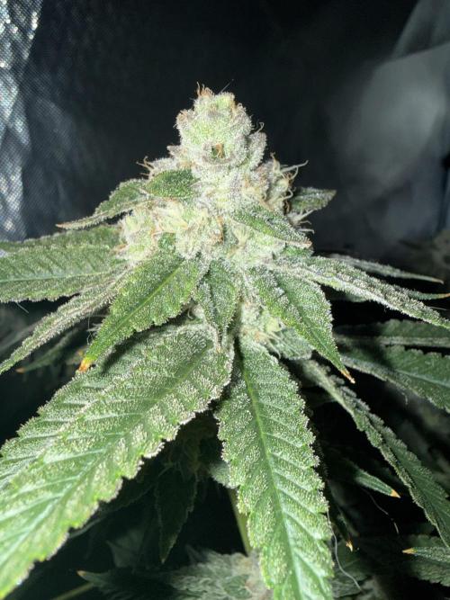 Tutankhamon. Week 17