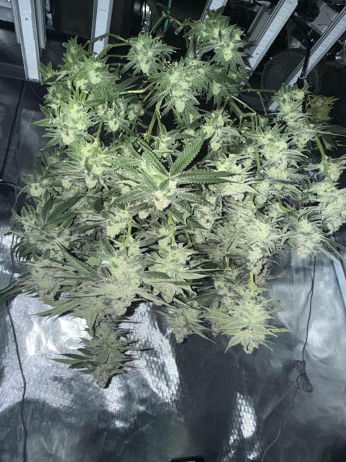AK47 by Enki. Week 18
