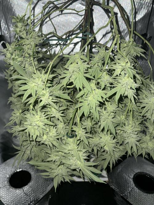 Tutankhamon. Week 18