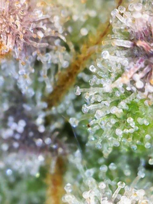 AK47 by Enki. Week 18