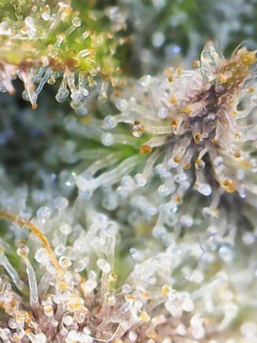 AK47 by Enki. Week 18
