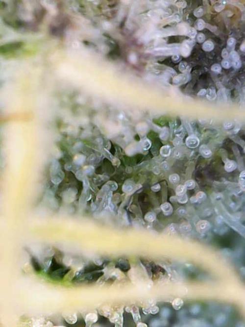 AK47 by Enki. Week 18