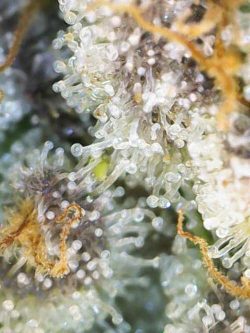 AK47 by Enki. Week 18
