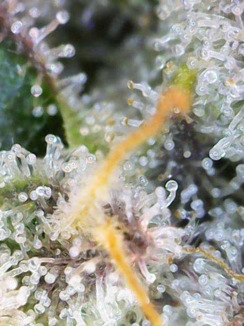 Tutankhamon. Week 18