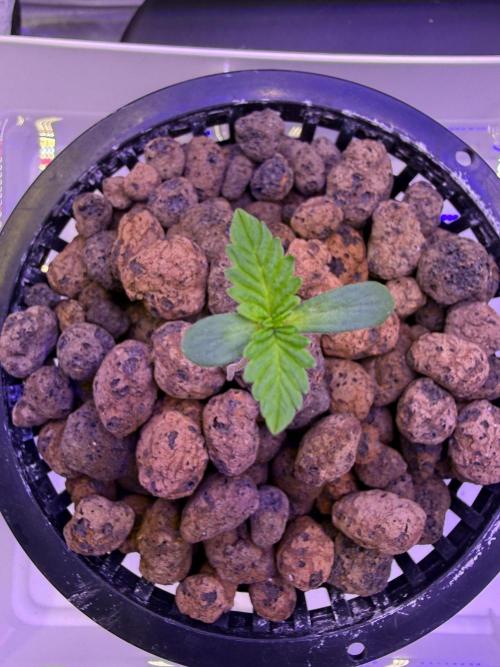 Fruit Spirit RQS. Week 1