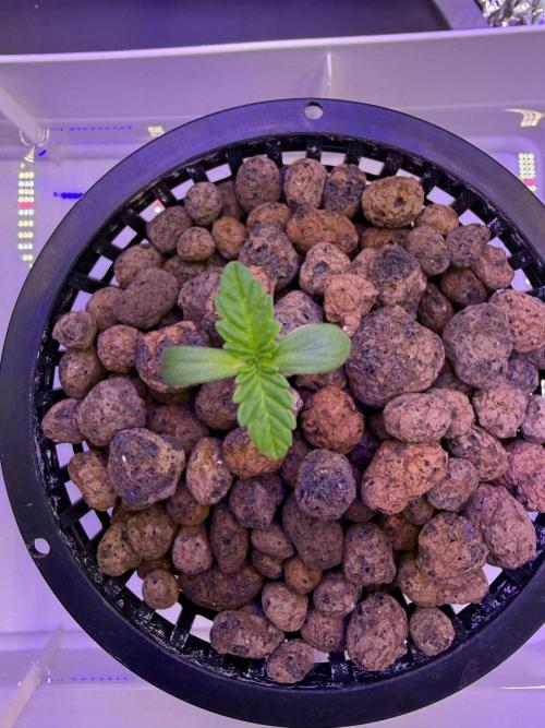 Fruit Spirit RQS. Week 1