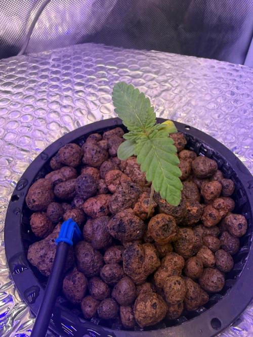 Fruit Spirit RQS. Week 1