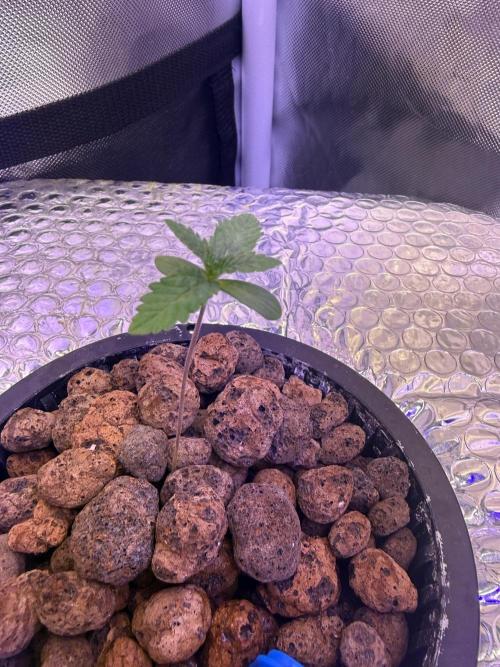 Fruit Spirit RQS. Week 1