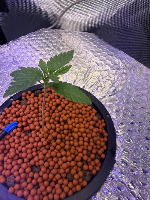 Fruit Spirit RQS. Week 1