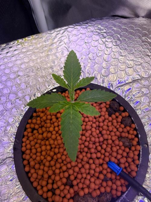 Fruit Spirit RQS. Week 1