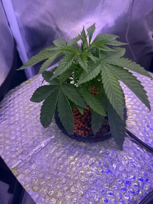 Fruit Spirit RQS. Week 2
