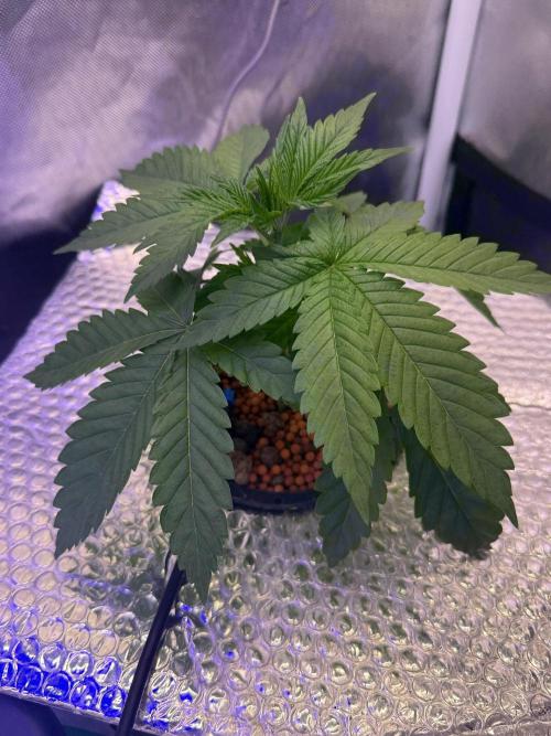 Fruit Spirit RQS. Week 2